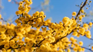 A Acácia na Maçonaria