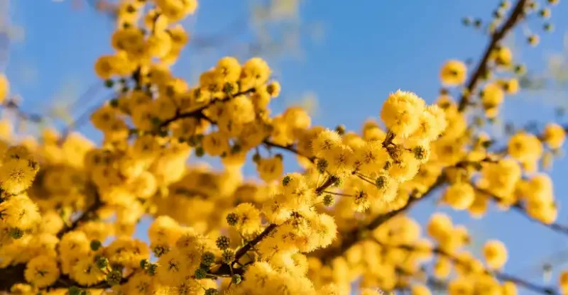 A Acácia na Maçonaria